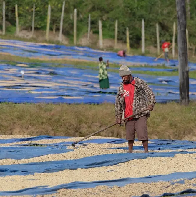 Baroida Estate Honey Process Coffee From Papua New Guinea 1
