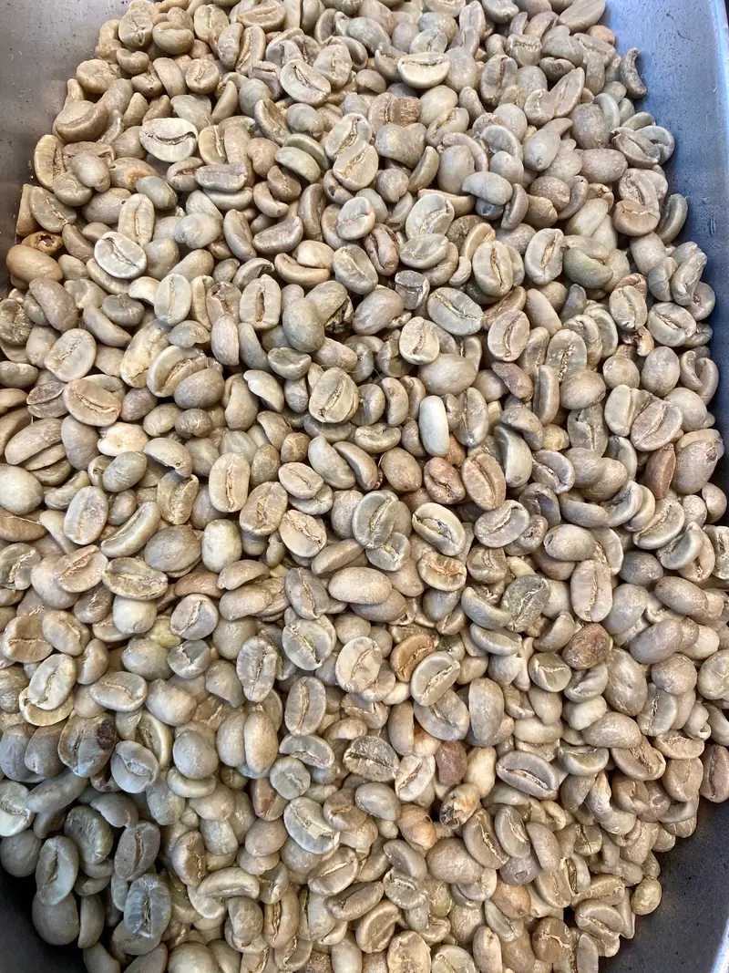 Unroasted Colombian Green Coffee Beans – 453G (1 Lb) Whole Bean 1